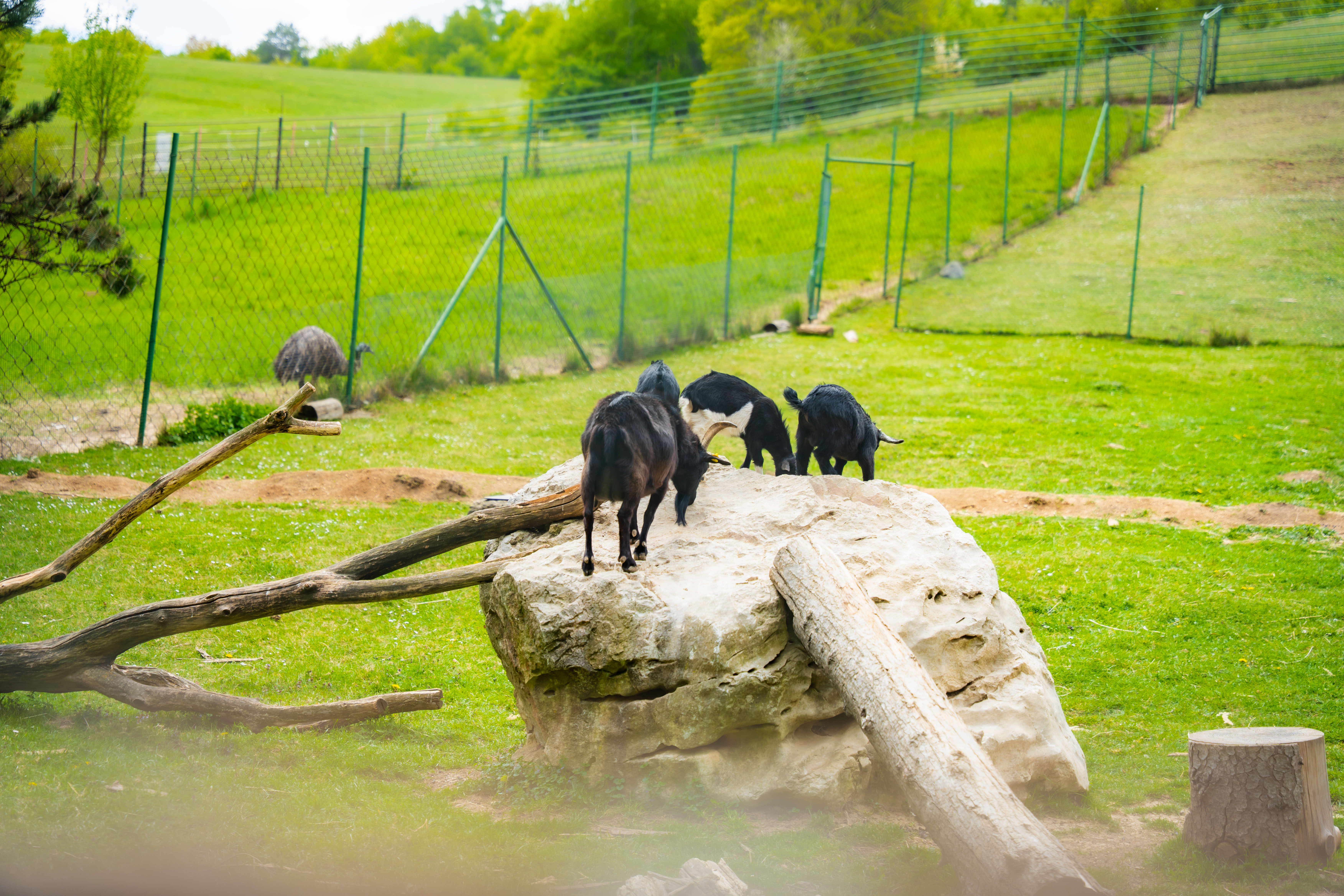 Slavnostne odomykanie vrany ZOO Kosice-1-27